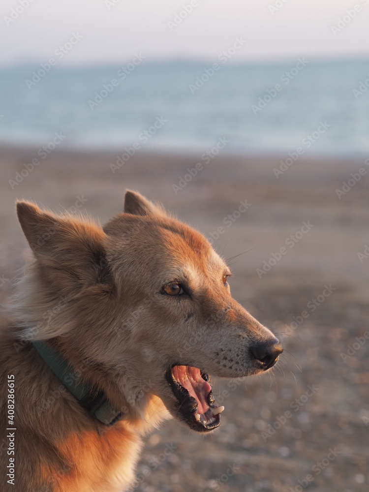 Thai Dog yawned , chilled on the beach