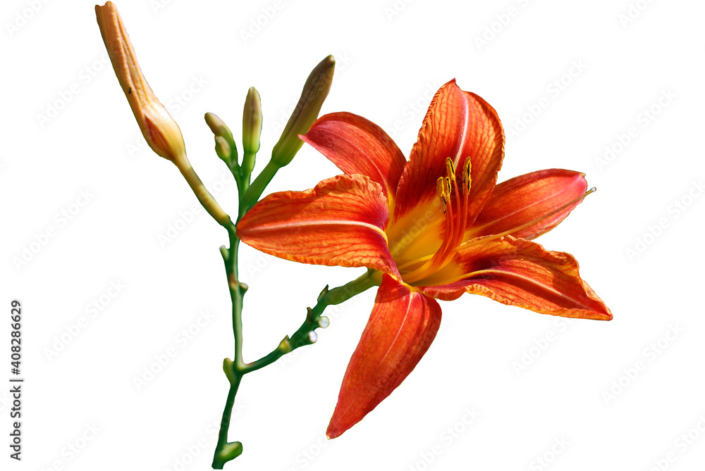 Photo orange flowers lily on white background. Floral illustration.