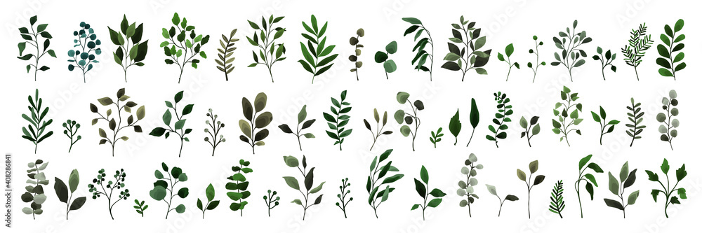 Collection of greenery leaves branch twig flora plants. Floral watercolor wedding objects, botanical foliage. Vector elegant  herbal spring illustration for invitation card