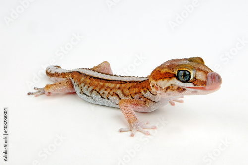 Ocelot gecko // Madagaskar Grosskopfgecko (Paroedura picta) photo