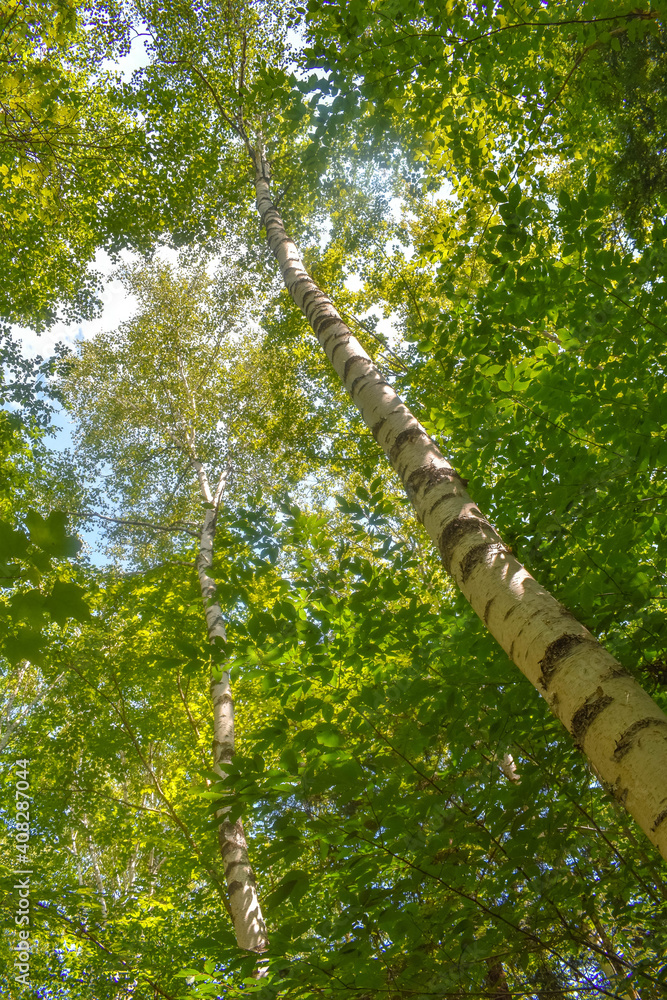 Fototapeta premium Birch Tree
