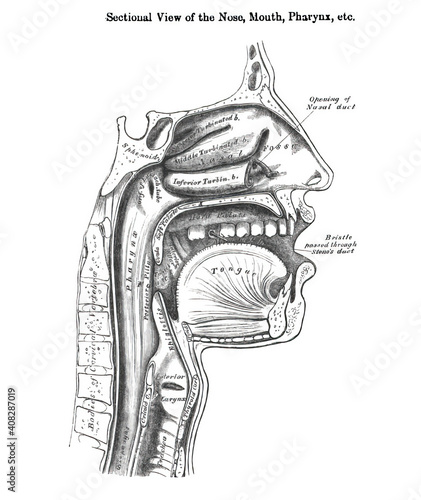 Fotografia Sectional vertical view of the nose mouth and pharynx - from a 19th century anat
