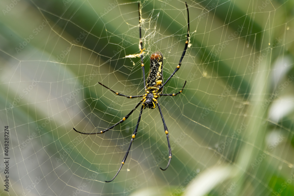 Large Giant Wood Spider Large Giant Wood Spider