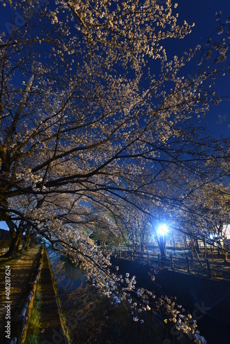 夜桜
