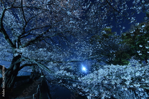 夜桜