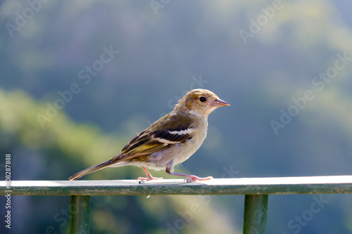 Tiny bird perched in metal frame © Ruben Pinto