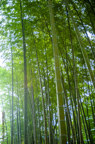 Green bamboo forest