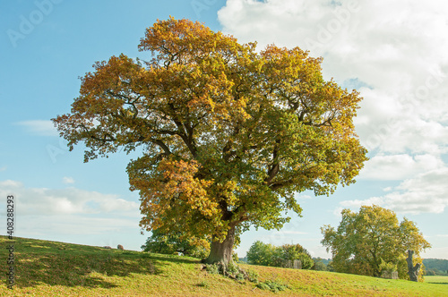 Autumn oak tree in the park