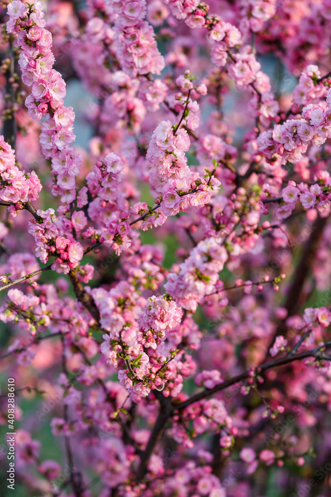 Beautiful and cute pink cherry blossoms (sakura) against blue sky. Pink sakura flowers, dreamy romantic artistic image of spring nature, copy space.