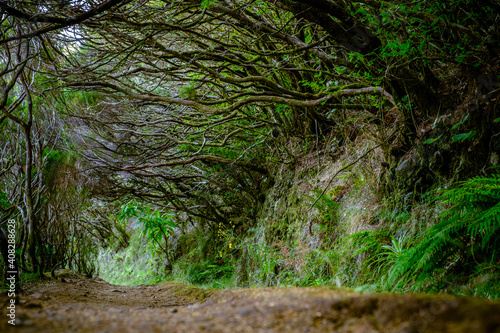 trek path in the woods