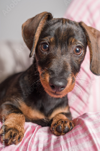 Cute dachshund puppy