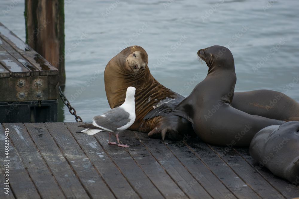Fototapeta premium Sea Lions saying hi to a Seagull