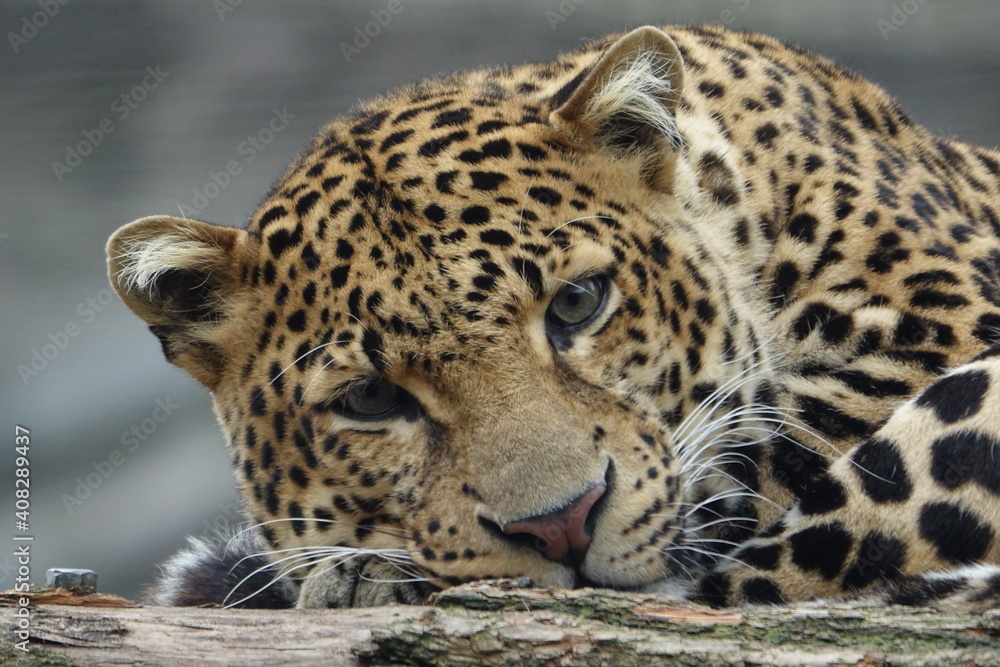 Obraz premium léopard, animal, chat, sauvage, prédateur, jaguar, faune, mammifère, nature, jardin zoologique, felidae, panthera pardus, grand, fourrure, safari, panthera, spot, carnassiers, dangereux, amour, tigre,