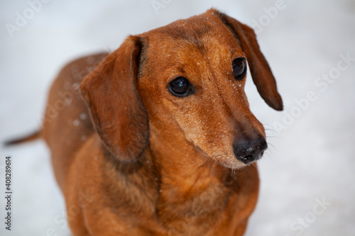 image of dog snow background  © jonicartoon