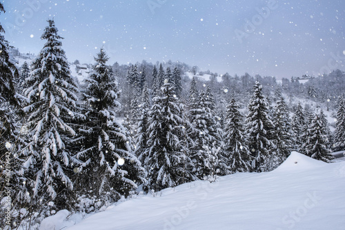 Beautiful winter landscape, snowy mountain and Christmas or fir trees in sunset light during snowfall. Outdoor seasonal travel background, alpine countryside of Carpathian mountains © larauhryn