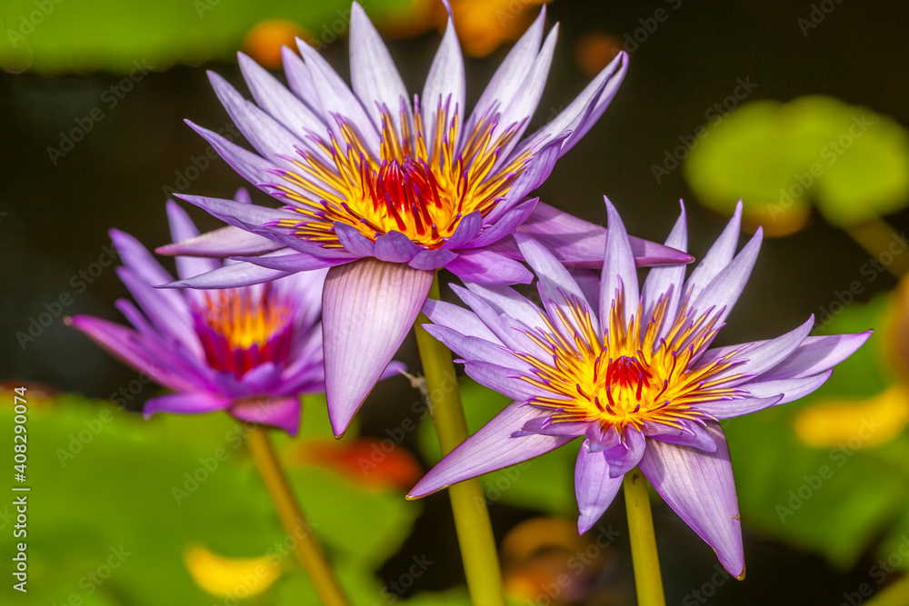 Closeup of Lotus blossom on pond Closeup of Lotus blossom on pond