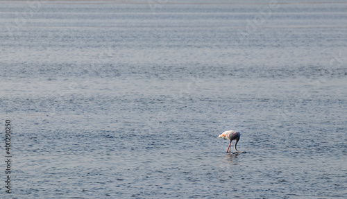 flamingo in the water in spain
