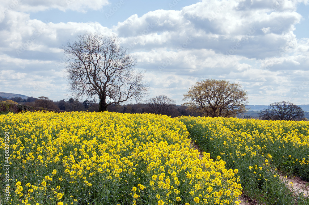 Canola fields in the English countryside.