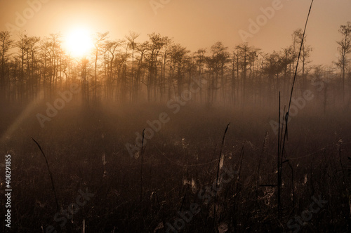 Sunrise and Fog in the Glades