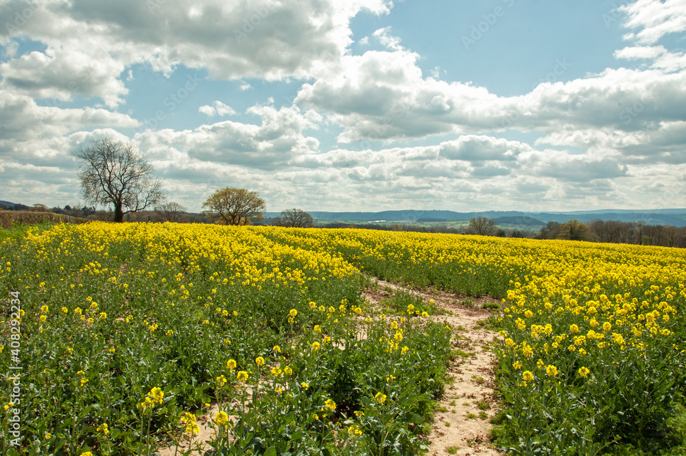 Canola fields in the English countryside.