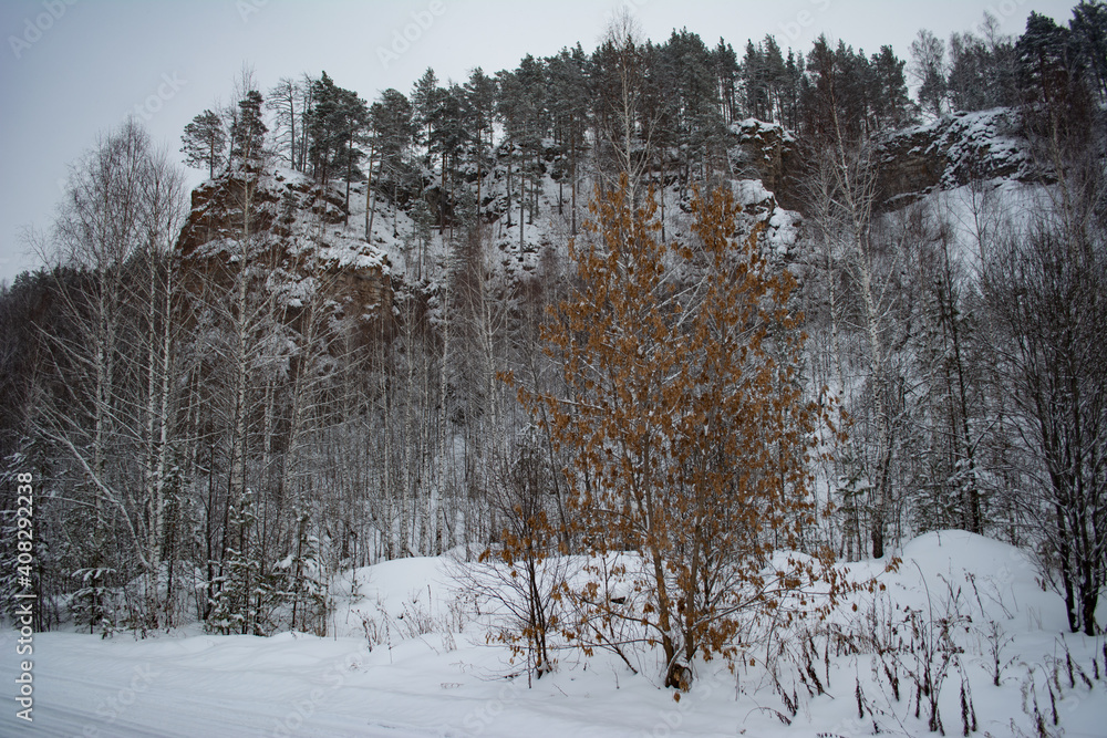 Fototapeta premium winter forest in the snow on the slope