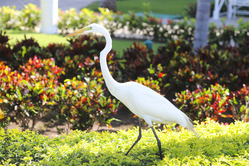 great white heron