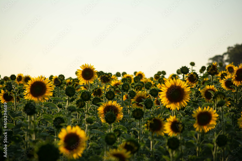 Fototapeta premium Girasoles