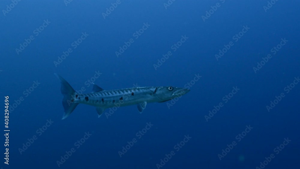 Barracuda in turquoise water of coral reef in Caribbean Sea, Curacao Barracuda in turquoise water of coral reef in Caribbean Sea, Curacao