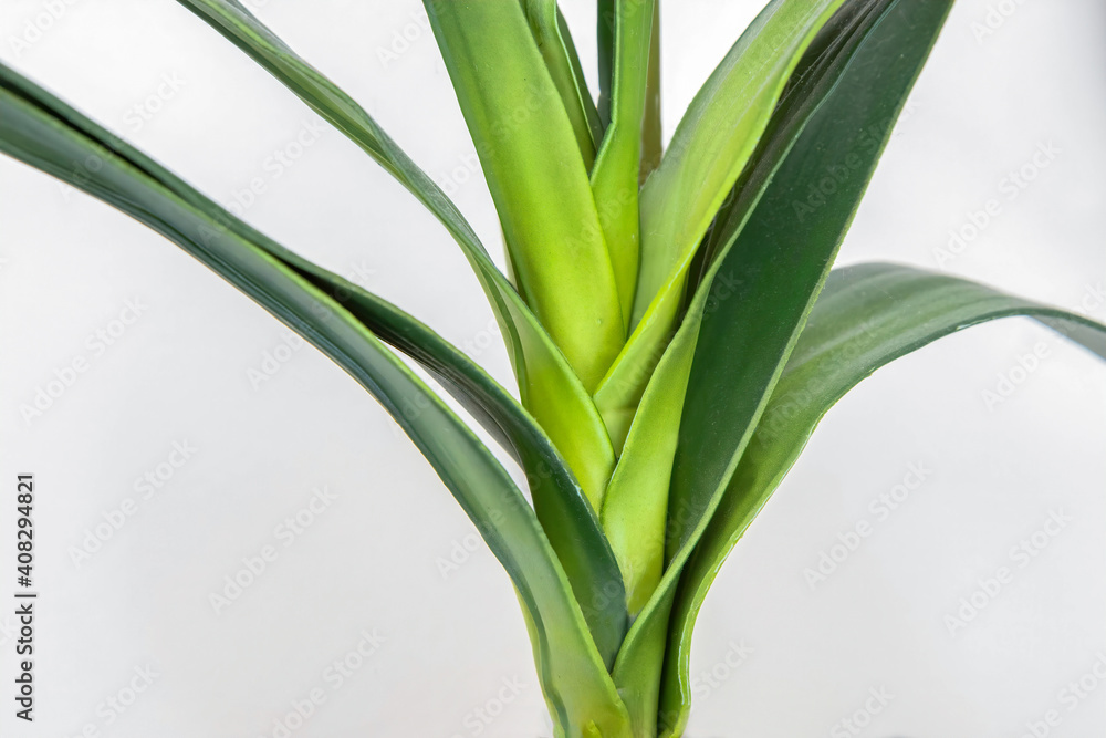 Calla Lily stalk and leaves closeup against white background Calla Lily stalk and leaves closeup against white background