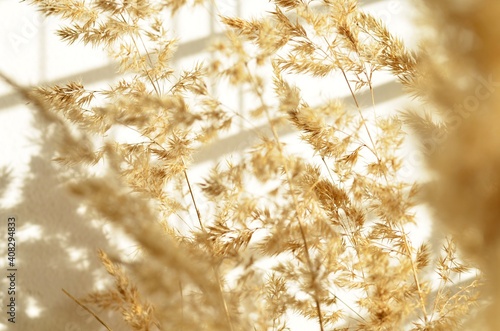 texture, dry, plant, branch, nature, grass, abstract, white, light, home, comfort, sun, beige, fluffy, rhythm, mesh