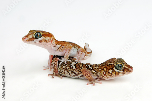 Ocelot gecko // Madagaskar Grosskopfgecko (Paroedura picta) photo