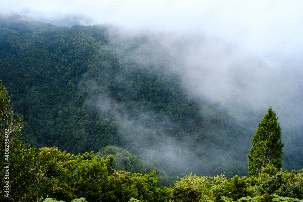 higher tree in the forest