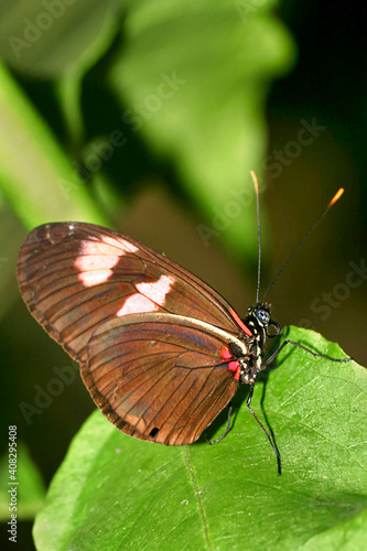 Tropical Butterfly, Tropical Rainforest, Napo River Basin, Amazonia, Ecuador, America © Al Carrera