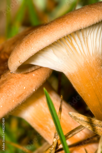 Wild Mushroom, Guadarrama National Park, Segovia, Castile and Leon, Spain, Europe