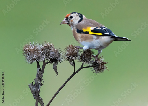 The European goldfinch or simply the goldfinch (Carduelis carduelis), is a small passerine bird in the finch family.