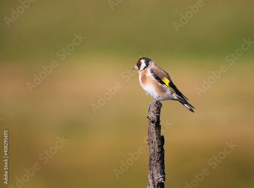 The European goldfinch or simply the goldfinch (Carduelis carduelis), is a small passerine bird in the finch family.