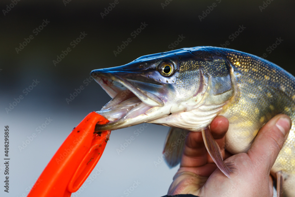 Close-up of caught pike fish trophy in water. Fishing background.Pike catch lure. Close-up of caught pike fish trophy in water. Fishing background.Pike catch lure.