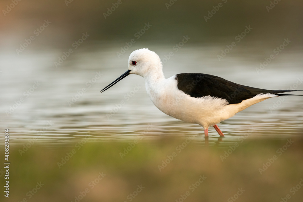 Black winged stilt or Himantopus himantopus closeup in wetland of keoladeo ghana national park or bharatpur bird sanctuary rajasthan india Black winged stilt or Himantopus himantopus closeup in wetland of keoladeo ghana national park or bharatpur bird sanctuary rajasthan india