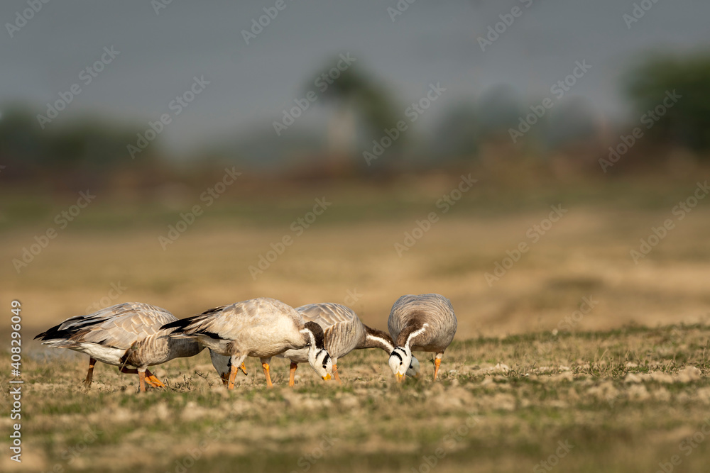 bar-headed or bar headed goose family or flock in an open field or grassland during winter migration at forest of cental india - anser indicus bar-headed or bar headed goose family or flock in an open field or grassland during winter migration at forest of cental india - anser indicus