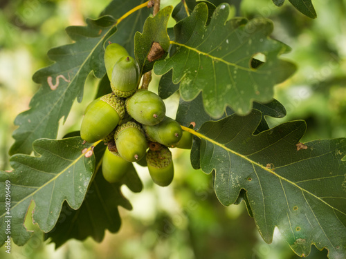Nahaufnahme von mehrere Früchten (Eicheln) der Traubeneiche (Quercus petraea) die an einen kleinen Zweig mit grünen Blättern hängen. photo