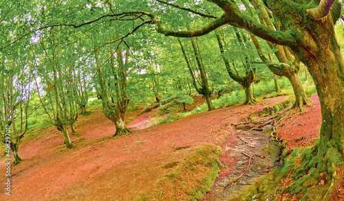 Otzarreta Beech Forest, Gorbeia Natural Park, Bizkaia, Basque Country, Spain, Europe photo