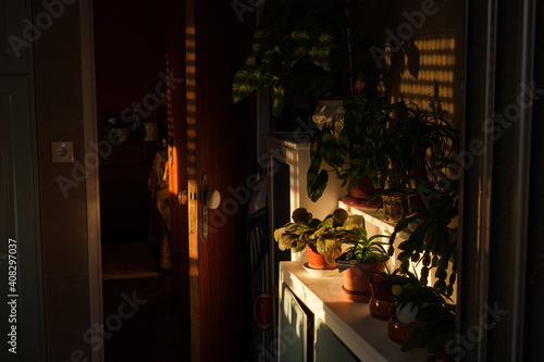 empty house with sun lighiting flowers in cupboards