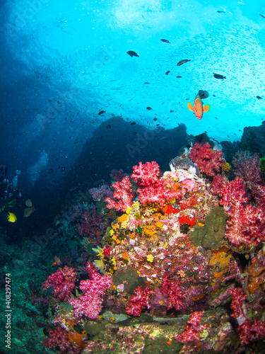 Fototapeta Naklejka Na Ścianę i Meble -  Colorful coral bommie (Richelieu Rock, Surin National Park, Thailand)