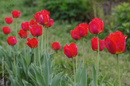 Tulips