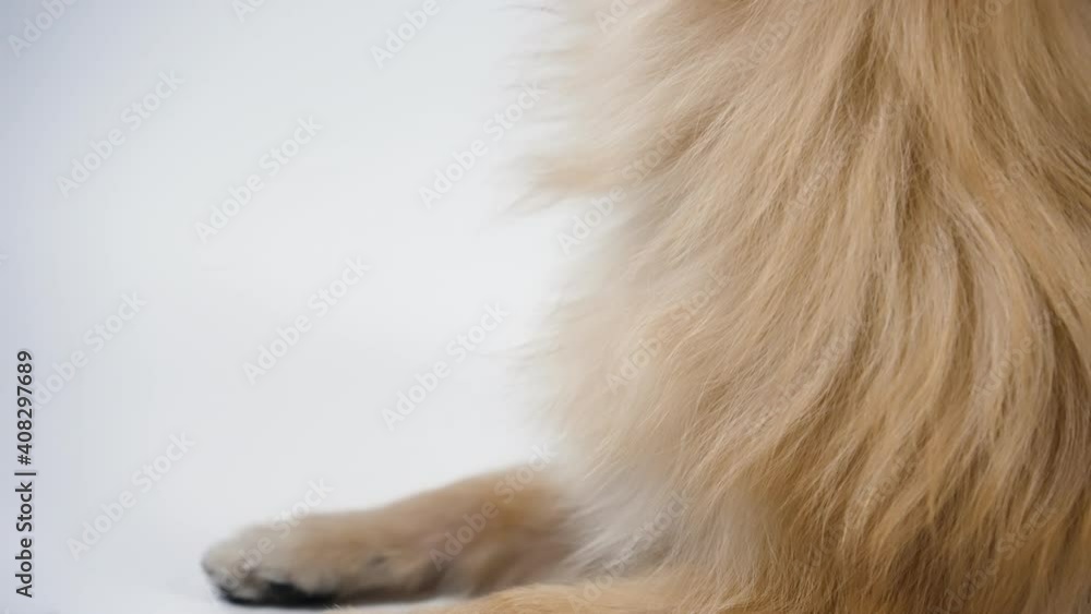 Fluffy pygmy Pomeranian Spitz lies in the studio on a gray background. Camera movement from the dog's front paws to his muzzle. Close up of a dog's muzzle. Slow motion. Fluffy pygmy Pomeranian Spitz lies in the studio on a gray background. Camera movement from the dog's front paws to his muzzle. Close up of a dog's muzzle. Slow motion.