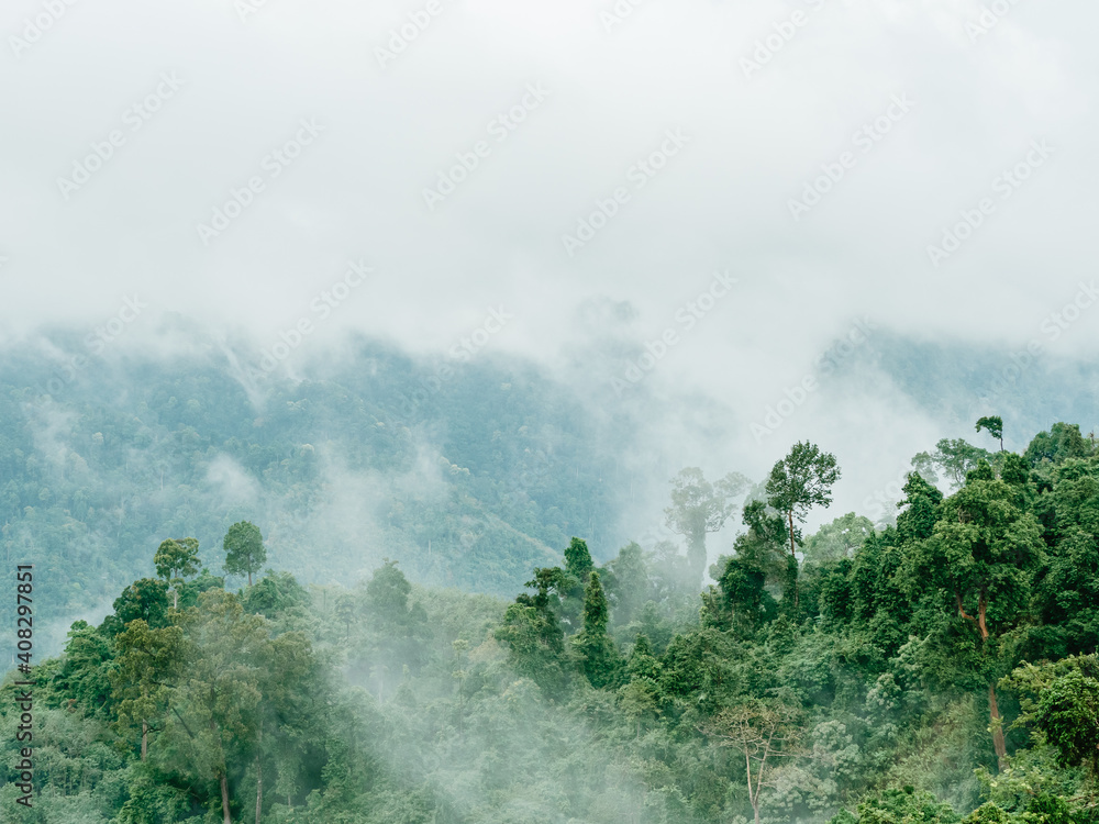 Morning fog in dense tropical rainforest. Morning fog in dense tropical rainforest.