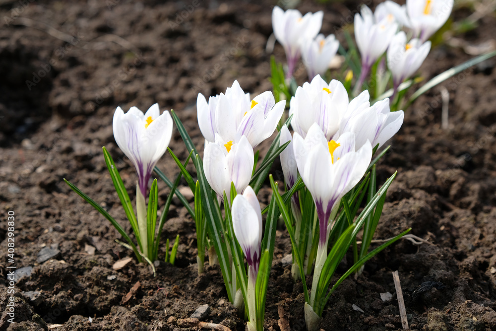 White crocus flower on blue background. Spring blossom