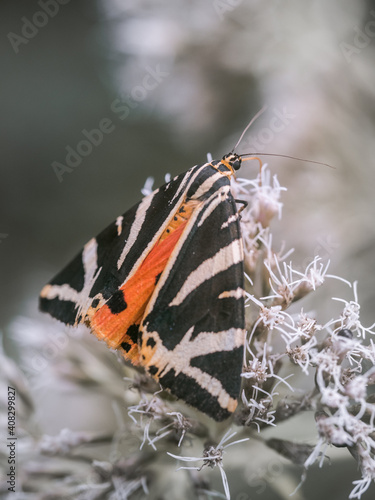 Detailreiche Nahaufnahme von einen Schmetterling  (Euplagia quadripunctaria) der auf einer Pflanze sitzt und mit seinen Rüssel Nektar aus einer Blüte saugt. photo