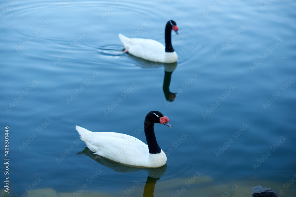 Fototapeta premium Two black-necked swans. Bird couple on the water.