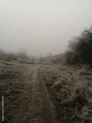 morning in the forest